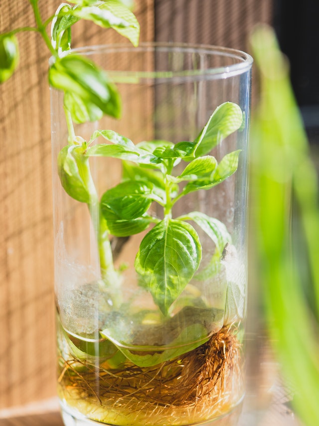 Une plante en train de pousser dans un verre