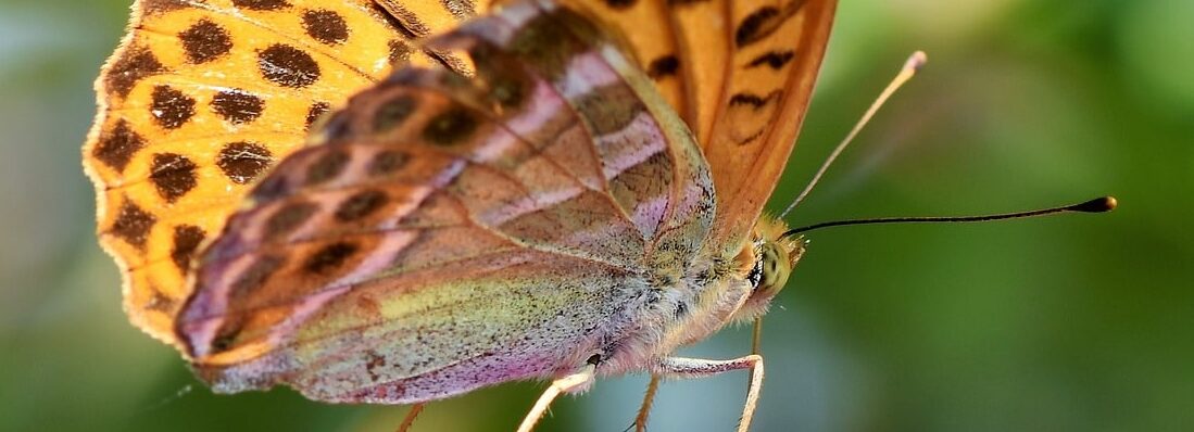 papillon prêt à s'envoler