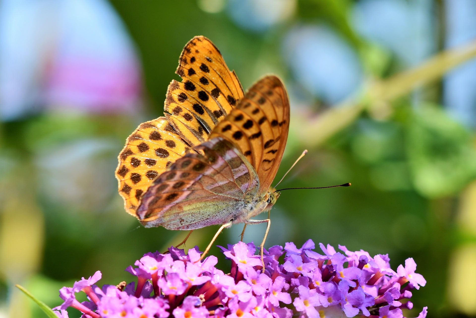 papillon prêt à s'envoler