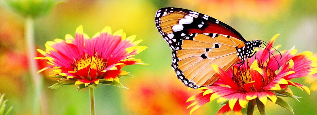 Papillon sur une fleur