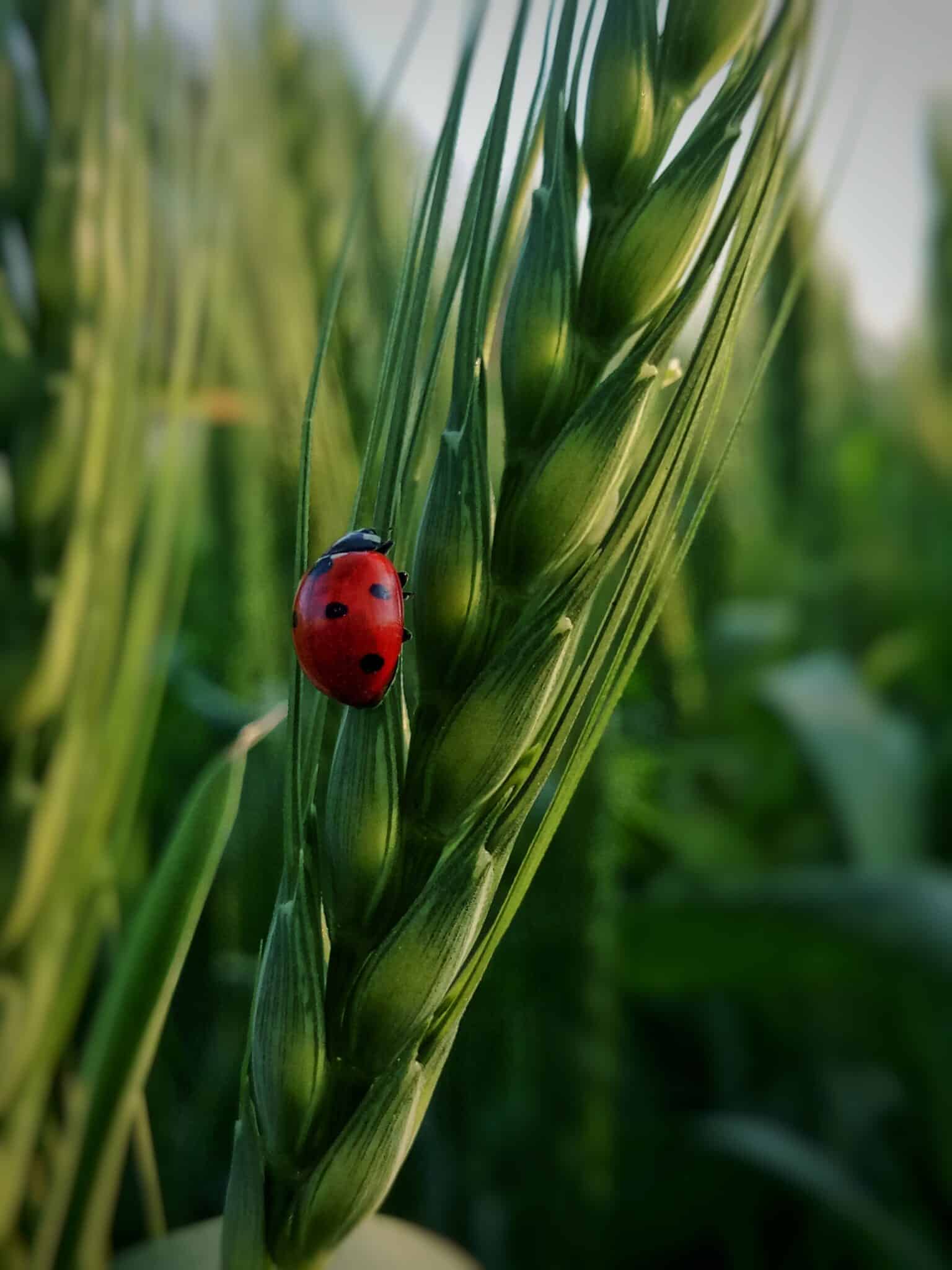 Une coccinelle sur un brin d'herbe