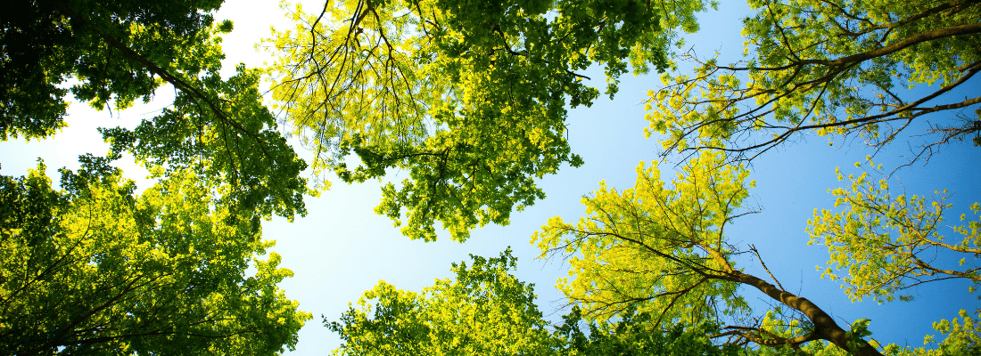 Pourquoi s’engager pour la biodiversité ?