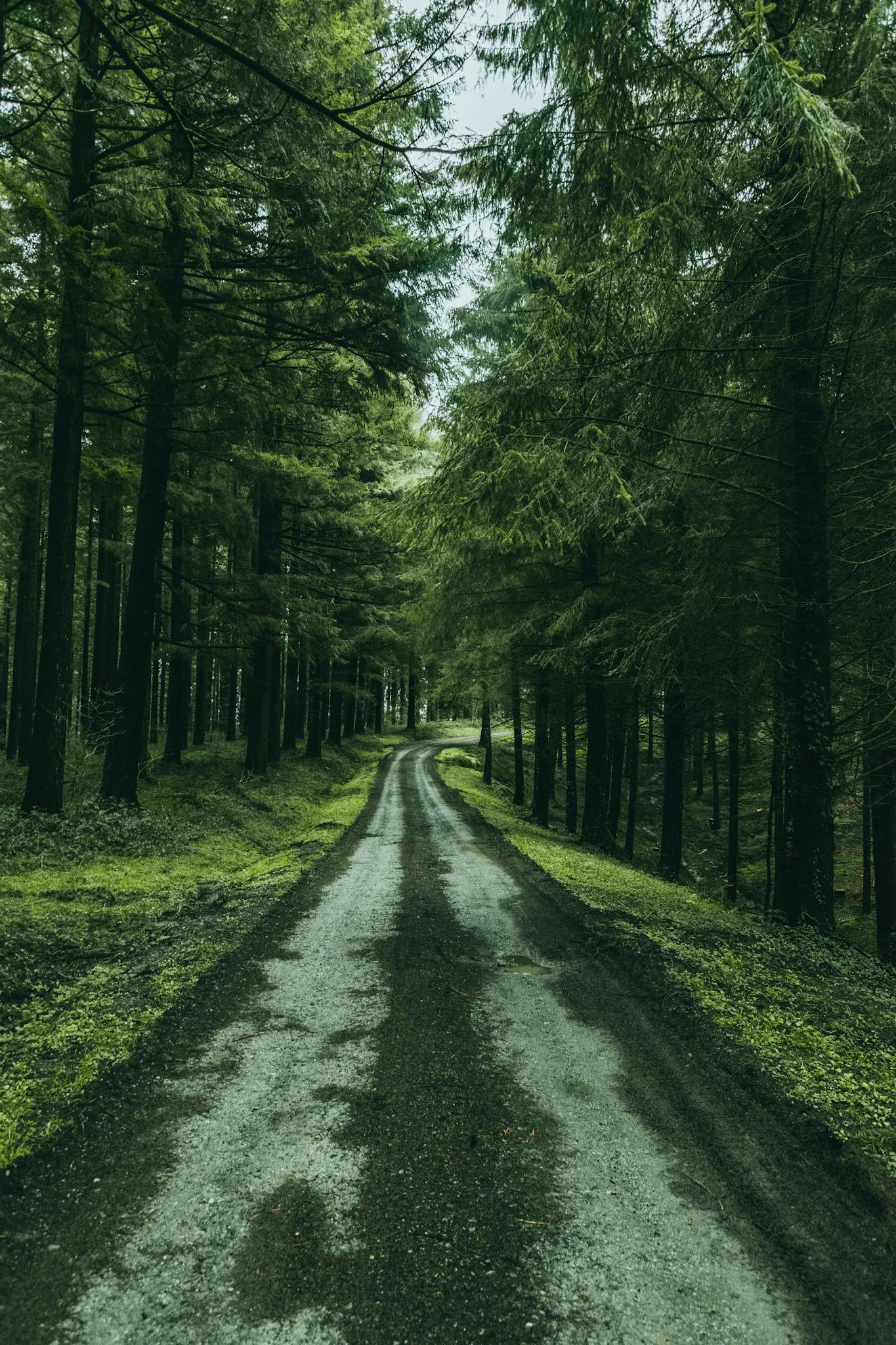 chemin dans la forêt vers l'action